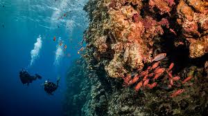 dive trip can help save the oceans