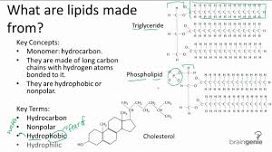 1 2 7 what are lipids made from you