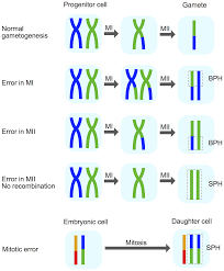 meiotic origin chromosome