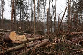 Since timber is sold by the board foot (a volume measurement equal to 144 cubic inches), the board footage you harvest is the single most important factor in estimating the value of your standing timber. New York City To Sell Storm Toppled Trees As Lumber The New York Times
