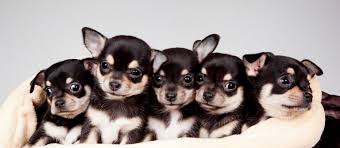 chihuahua pupies available