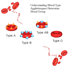 blood types history genetics and