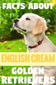 The Truth About English Cream White Golden Retrievers Pethelpful