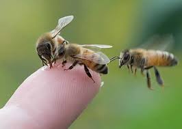 Remove Bees Without Getting Stung