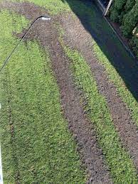 peat moss killing my lawn lawn care
