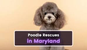 5 poodle rescues in maryland md
