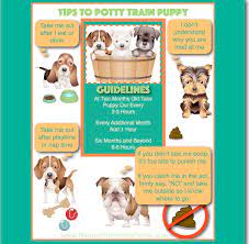 tips to potty train puppy natural pet