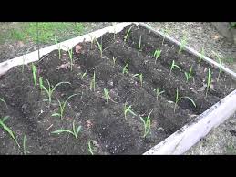 How To Grow Corn In Raised Beds