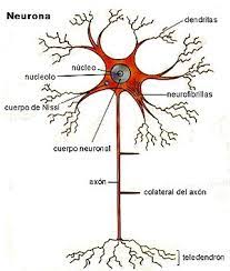 Neurona - Wikipedia, la enciclopedia libre