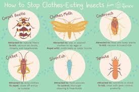 control and identify bugs that eat clothes