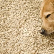 austin texas carpet cleaning