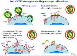 Variations in ccr5 can lead to differences in the rate of hiv infection, with the best known being the delta 32 variant, rs333. Viruses Free Full Text Ccr5 From Natural Resistance To A New Anti Hiv Strategy Html