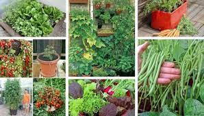 Growing Vegetables Container Gardening
