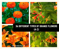36 diffe types of orange flowers