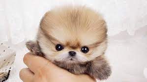 Ethics come into question with. Teacup Pomeranian What S Good And Bad About Em