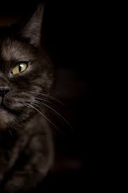 half face of black cat with yellow eyes