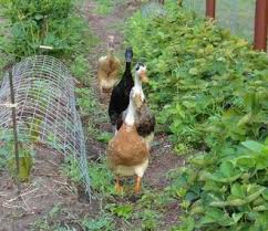 Image result for pictures of ducks and gooses throwing vegetables around