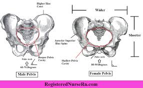 Anatomy of the pelvic floor. Male Vs Female Pelvis Differences Anatomy Of Skeleton