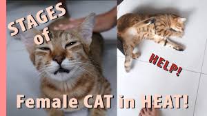 10.06.2019 · cat pregnancy timeline. Cat In Heat Signs Mating Cycle And How To Avoid Pregnancy Tractive Blog