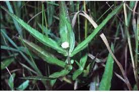 Plants Profile for Eclipta prostrata (false daisy)