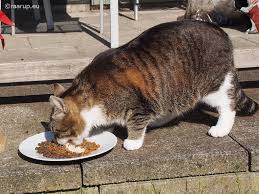 Feline Obesity Related Health Problems Cats Gone Healthy