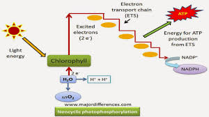 Light Dependent Reactions Flow Chart Model In A Flowchart Of