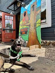 pet friendly flagstaff what to do