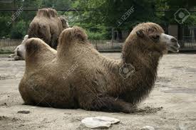 There are two types of camels: A Camel Lying Down Stock Photo Picture And Royalty Free Image Image 19022343