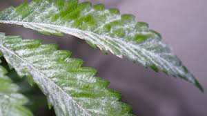 preventing powdery mildew on plats is a