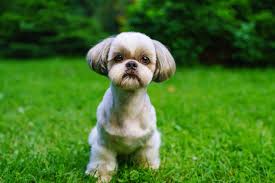 shih tzu allergies can you use