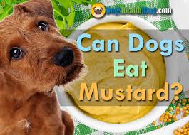We answer the question as well as some other of the internets most frequently are raspberries safe for dogs? Can Dogs Eat Mustard Is Mustard Bad For Dogs Dog S Health