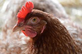 In january 2019, the outbreak resurfaced in patna, bihar with the death of over 650 chickens. Avian Influenza Know The Facts Nc State Veterinary Medicine