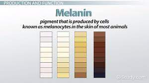 melanin definition types function