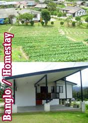 This budget homestay in cameron highlands packs a punch and is designed for a group stay. Cameron Highland Hotel Apartment Resort Homestay