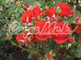 Роза флорибунда Ред Диадем - купить по низкой цене с доставкой