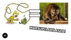 MARSUPILAMI? REAL OR HOAX!? | Apakah Marsupilami adalah binatang yang  benar-benar ada? - YouTube