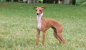 It gets along with children, provided that they know not to treat the dog as a toy. Italian Greyhound Dog Breed Information