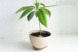 How To Grow An Avocado Tree From Seed