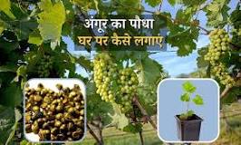 Image result for अंगूर का पौधा