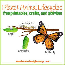 Plant And Animal Lifecycles Free Printables Crafts And