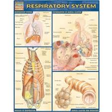Barchart Respiratory System Chart