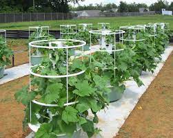 Hydroponic Vertical Gardens Are Earth