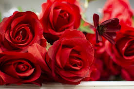 One Rose Background Images Hd Pictures