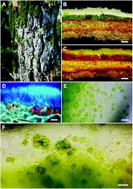 alcobiosis an algal fungal ociation