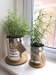 indoor kitchen garden plants