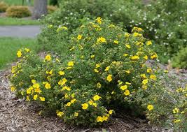 Potentilla – How to Grow and Care for Shrubby Cinquefoil | Garden ...