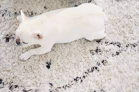 how to groom white dogs where s the