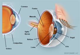 The Eyes Human Anatomy Diagram Optic Nerve Iris Cornea