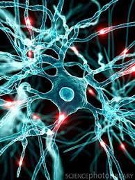30 ideas de Neuronas | neuronas, neurociencia, imágenes microscópicas