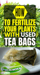 used tea bags tea bag compost tea